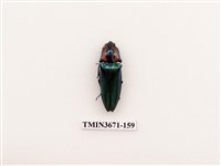 藏品(叩頭蟲(2))的圖片